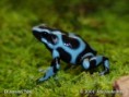 /album/photo-gallery/poison-dart-frog-jpg/